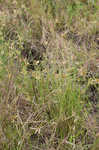 Epiphytic flatsedge